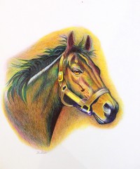 Imtiaz Ali, 14 x 16 Inch, Colour Ball Points On Paper, Horse Painting, AC-IMA-032